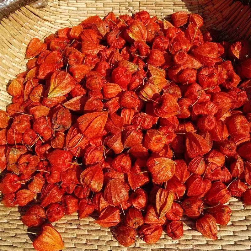 锦灯笼中药材锦灯笼干皮红姑娘吉林锦灯笼