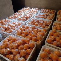 四川塔罗科血橙精品血橙大量有现货基地直销欢迎老板致电详谈