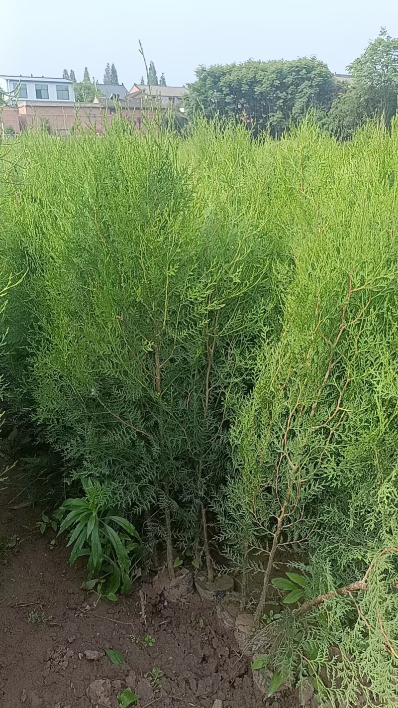 低价出售，13+15杯子侧柏，90-1米起步，数量4万左