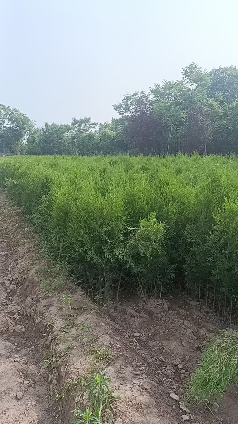 低价出售，13+15杯子侧柏，90-1米起步，数量4万左