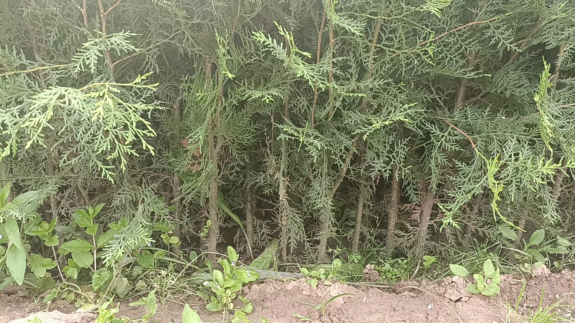 展示侧柏的鳞片状叶片和紧密排列的枝条,叶子呈深绿色,排列成扁平状 侧柏树叶与枝条细节