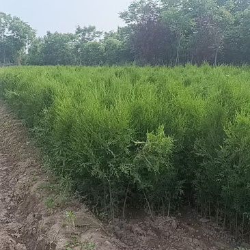 低价出售，13+15杯子侧柏，90-1米起步，数量4万左