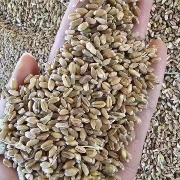 湖北精品烘干小麦，水分13，容重780，过筛净粮