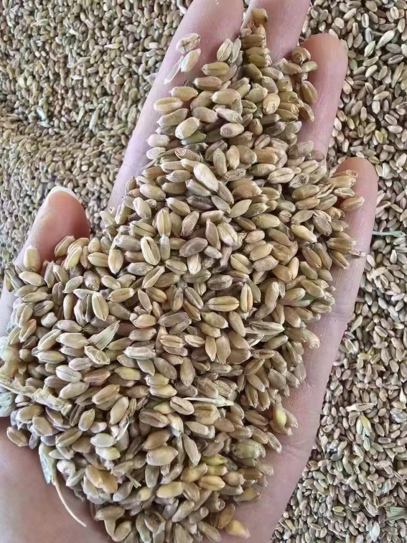 湖北精品烘干小麦，水分13，容重780，过筛净粮