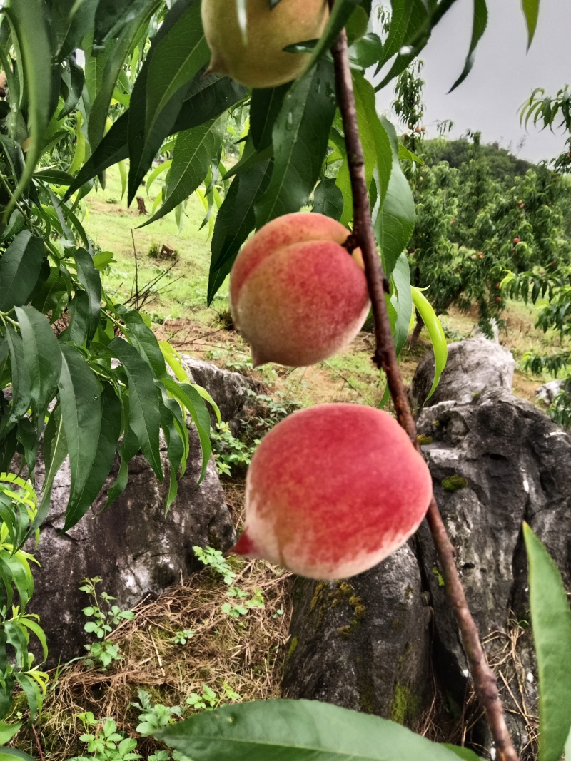 早春王桃