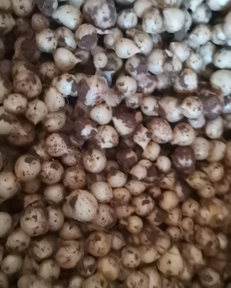 大量团葱苦藠新鲜上货