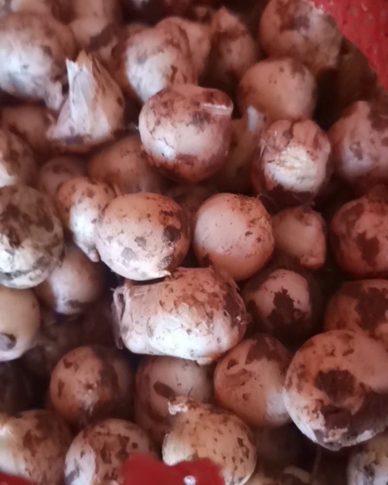 大量团葱苦藠新鲜上货