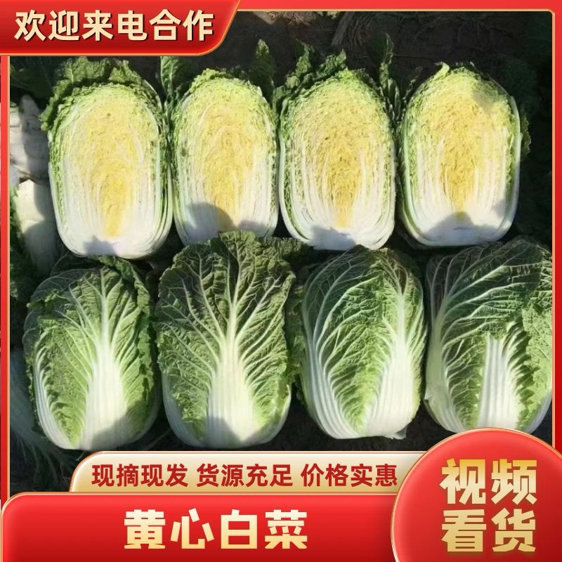 黄心白菜盐城白菜南通白菜东台白菜产地种植