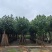 全冠黄槿（开花红花和黄花）基地直销规格齐全欢迎来电