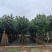 全冠黄槿（开花红花和黄花）基地直销规格齐全欢迎来电