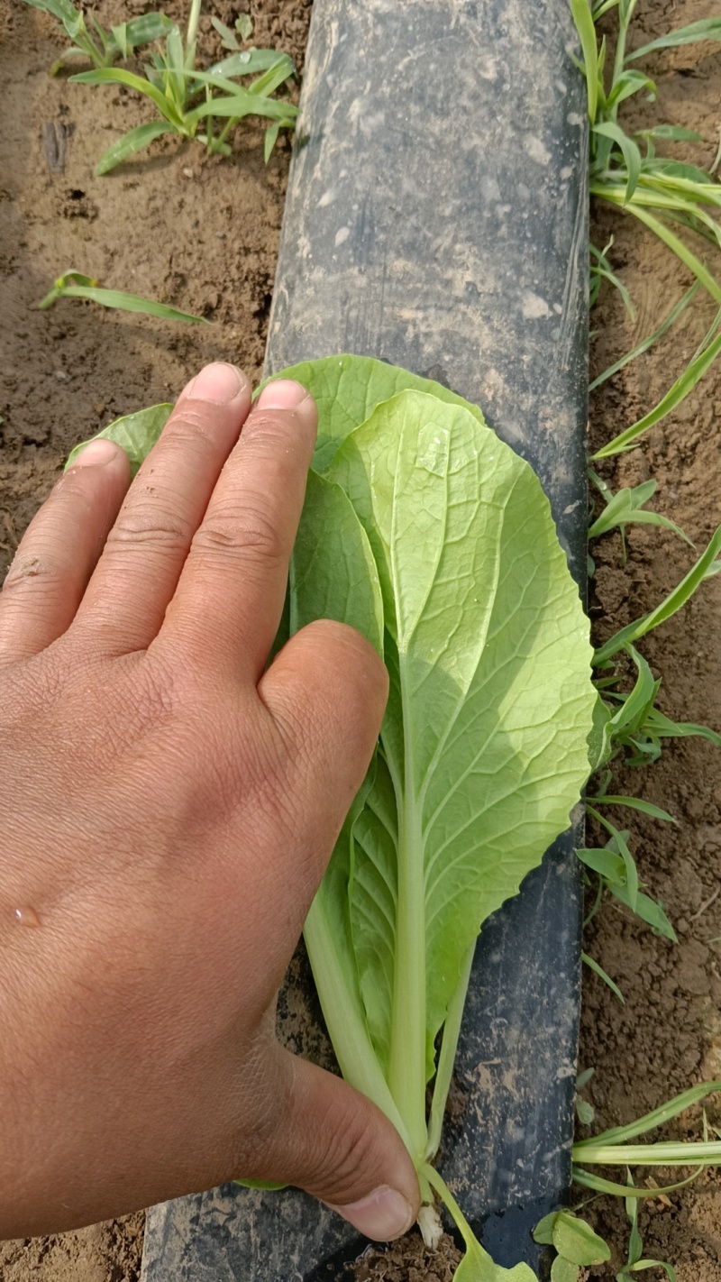 快菜，大量有货基地直发欢迎电话联系洽谈业务