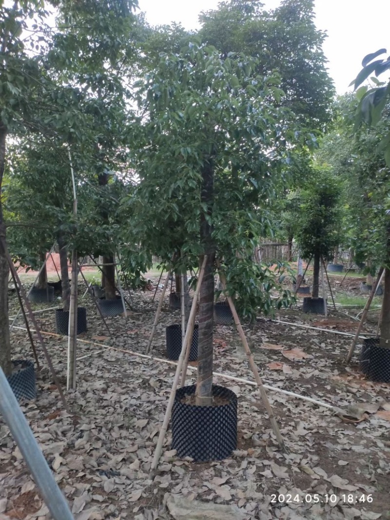 截杆香樟12～15公分基地直销规格齐全欢迎老板来电