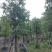 截杆香樟12～15公分基地直销规格齐全欢迎老板来电