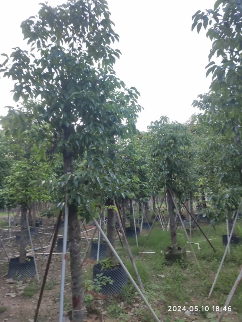 截杆香樟12～15公分基地直销规格齐全欢迎老板来电