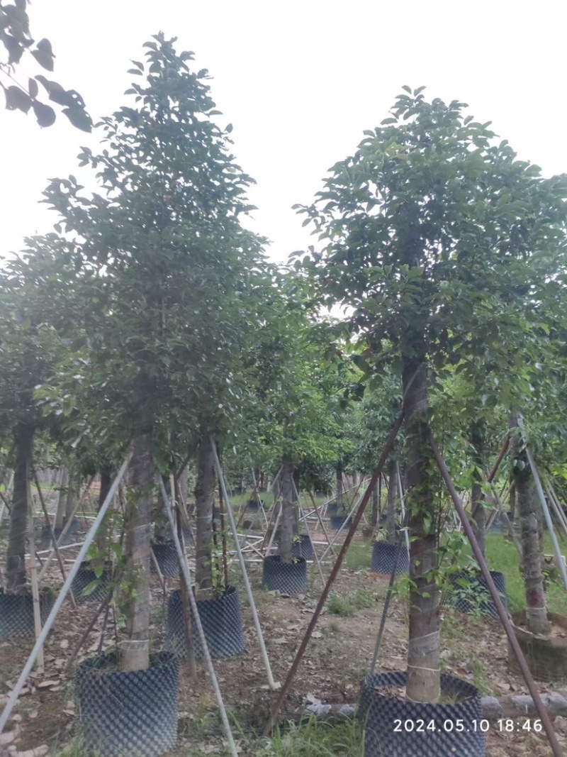 截杆香樟12～15公分基地直销规格齐全欢迎老板来电