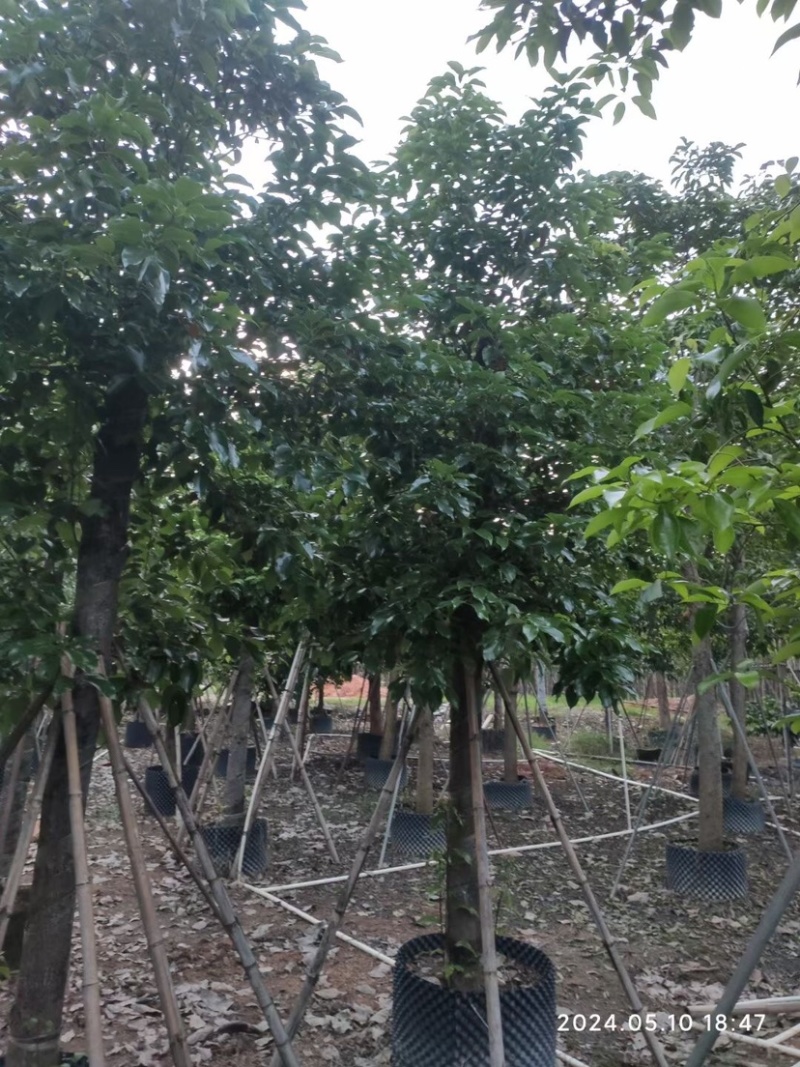 截杆香樟12～15公分基地直销规格齐全欢迎老板来电
