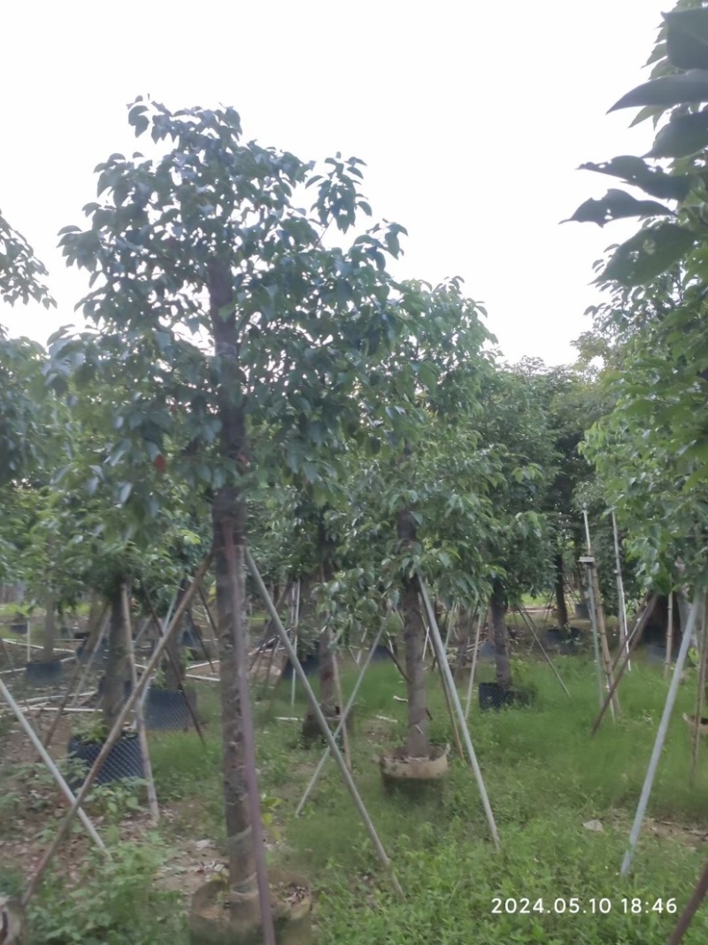 截杆香樟12～15公分基地直销规格齐全欢迎老板来电