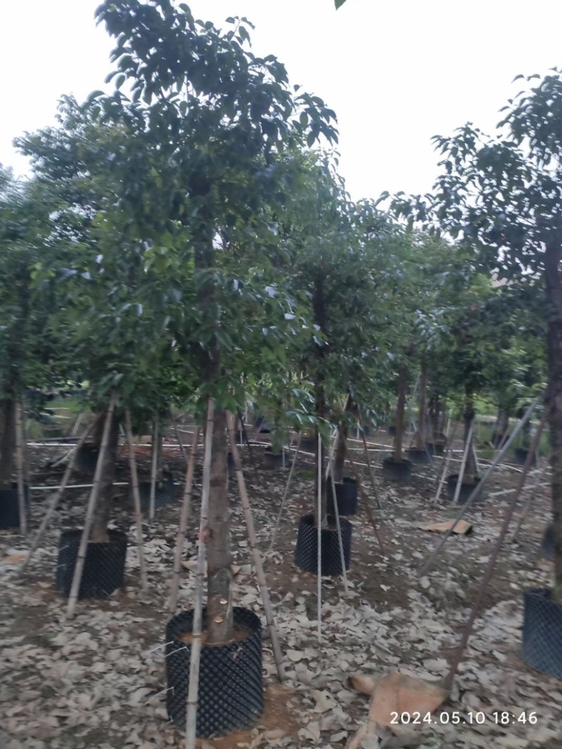 截杆香樟12～15公分基地直销规格齐全欢迎老板来电