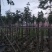 黄花风铃木3～6公分基地直销规格齐全欢迎老板来电咨询