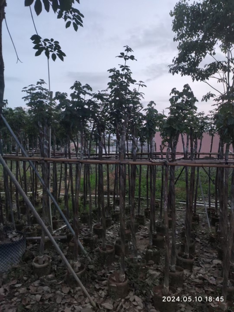 黄花风铃木3～6公分基地直销规格齐全欢迎老板来电咨询