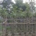 黄花风铃木3～6公分基地直销规格齐全欢迎老板来电咨询