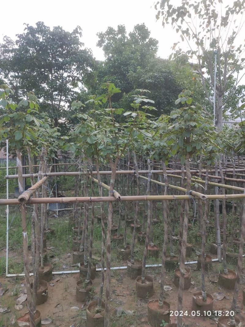 黄花风铃木3～6公分基地直销规格齐全欢迎老板来电咨询