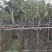 黄花风铃木3～6公分基地直销规格齐全欢迎老板来电咨询
