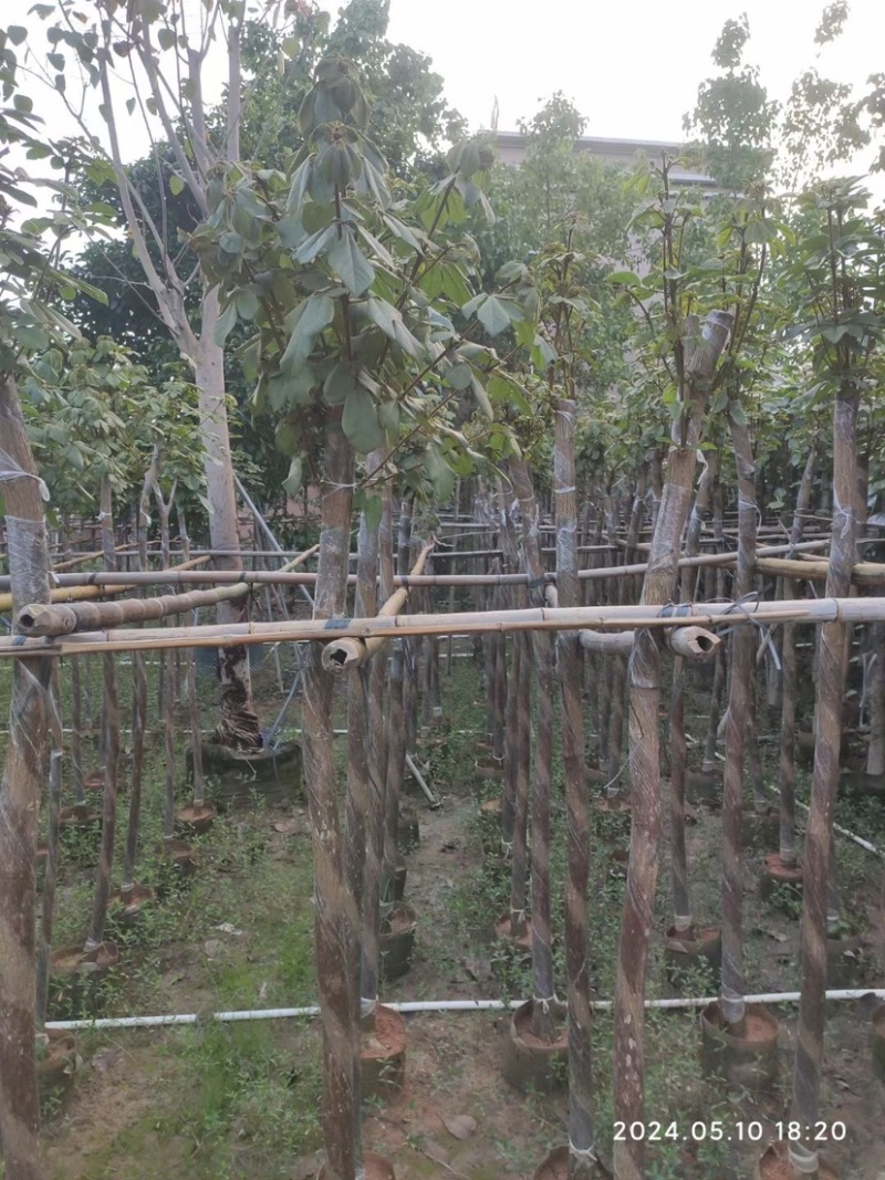 黄花风铃木3～6公分基地直销规格齐全欢迎老板来电咨询