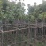 黄花风铃木3～6公分基地直销规格齐全欢迎老板来电咨询