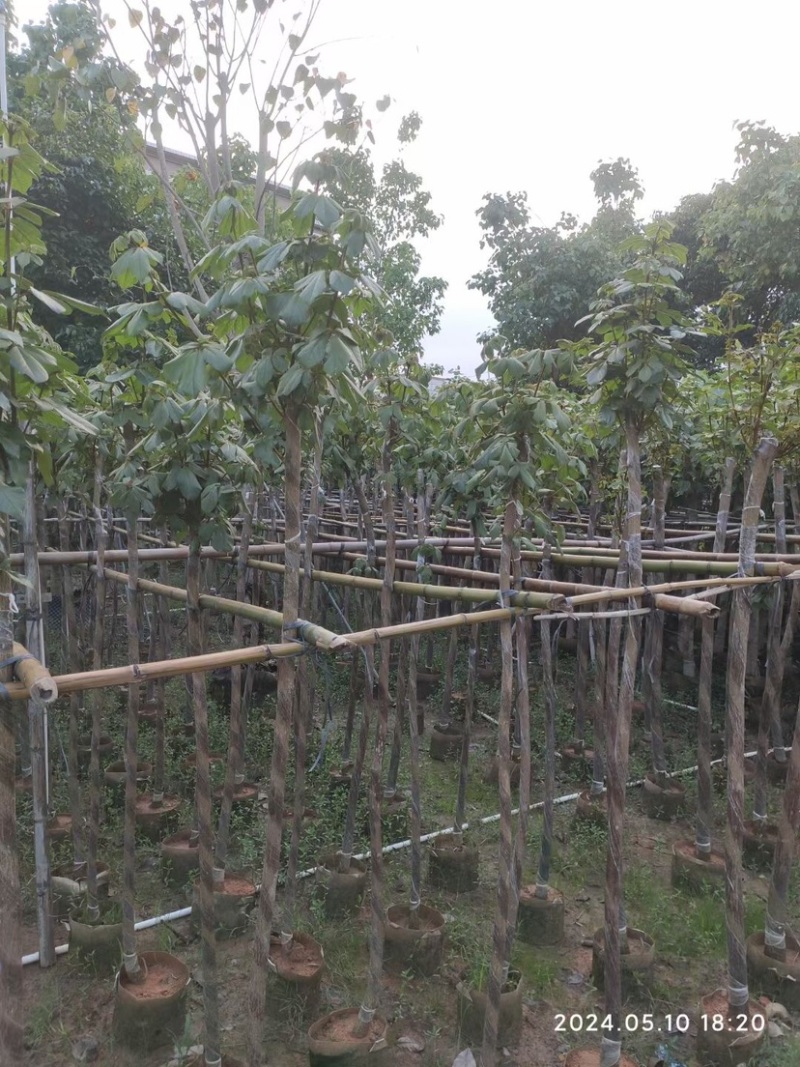 黄花风铃木3～6公分基地直销规格齐全欢迎老板来电咨询