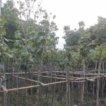 黄花风铃木3～6公分基地直销规格齐全欢迎老板来电咨询