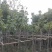 黄花风铃木3～6公分基地直销规格齐全欢迎老板来电咨询