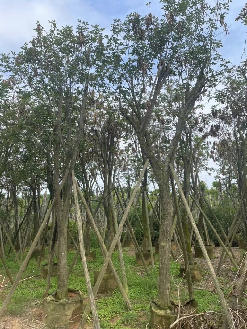 多花黄花风铃木12～15公分基地直销规格齐全欢迎来电