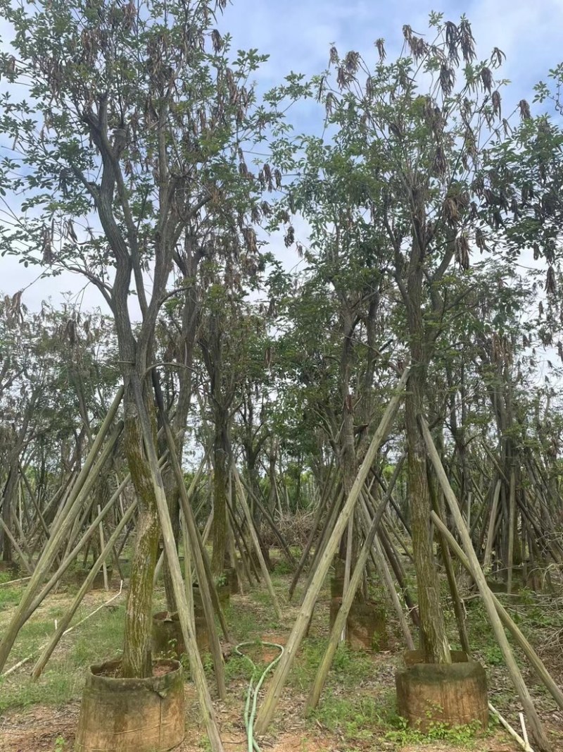 多花黄花风铃木12～15公分基地直销规格齐全欢迎来电