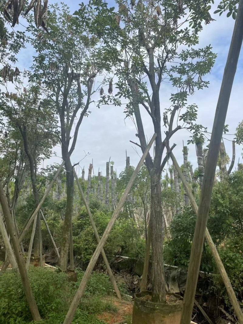 多花黄花风铃木12～15公分基地直销规格齐全欢迎来电