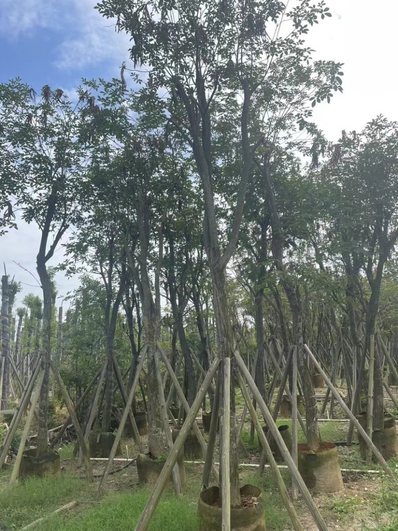 多花黄花风铃木12～15公分基地直销规格齐全欢迎来电