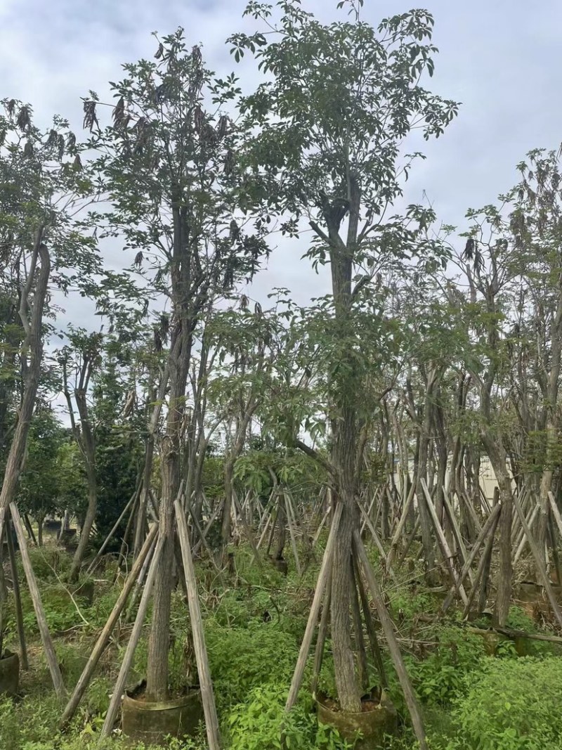 多花黄花风铃木12～15公分基地直销规格齐全欢迎来电