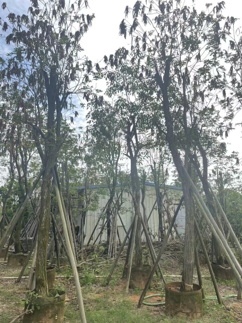 多花黄花风铃木12～15公分基地直销规格齐全欢迎来电