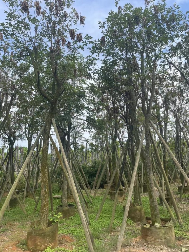 多花黄花风铃木12～15公分基地直销规格齐全欢迎来电