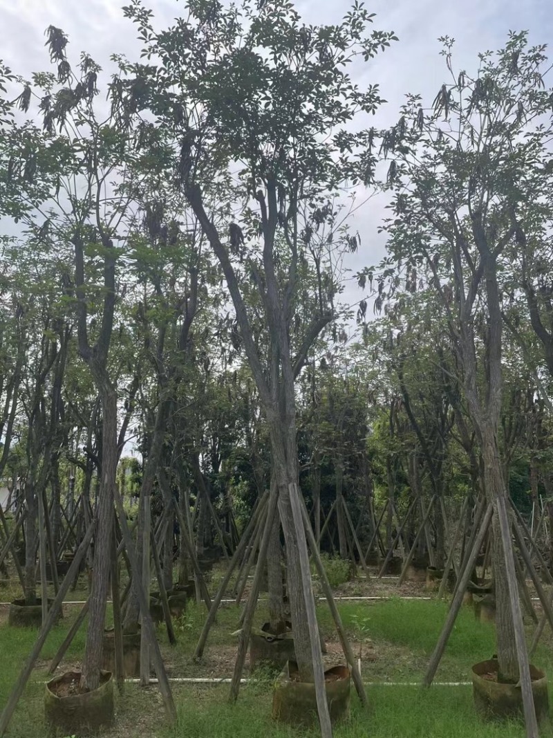 多花黄花风铃木12～15公分基地直销规格齐全欢迎来电