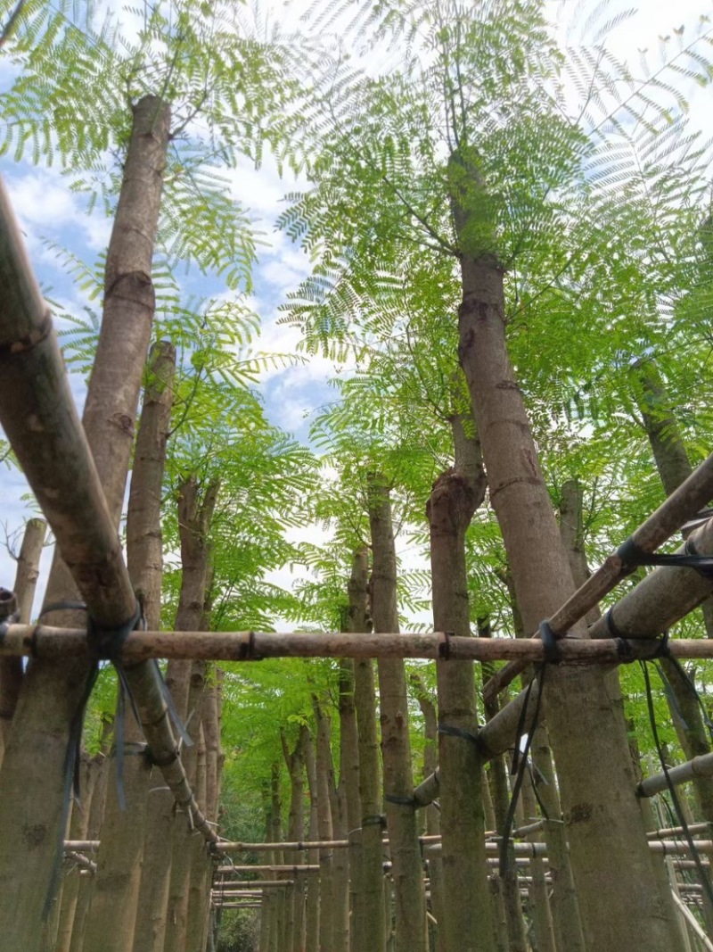 凤凰树8～15公分基地直销规格齐全欢迎老板来电咨询