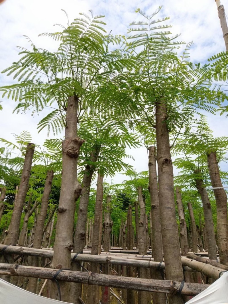 凤凰树8～15公分基地直销规格齐全欢迎老板来电咨询