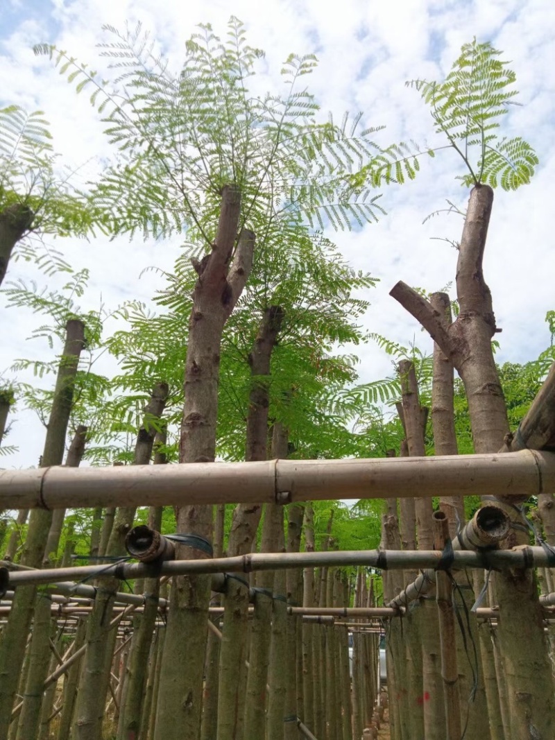 凤凰树8～15公分基地直销规格齐全欢迎老板来电咨询