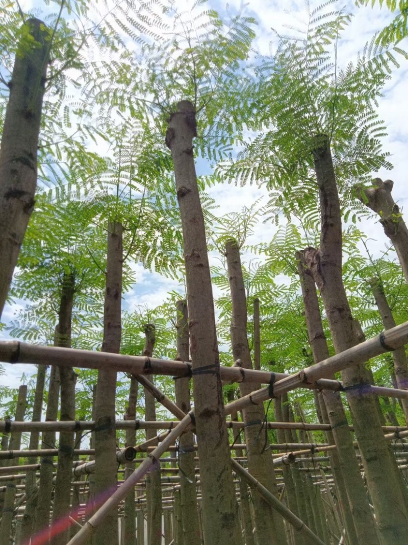 凤凰树8～15公分基地直销规格齐全欢迎老板来电咨询