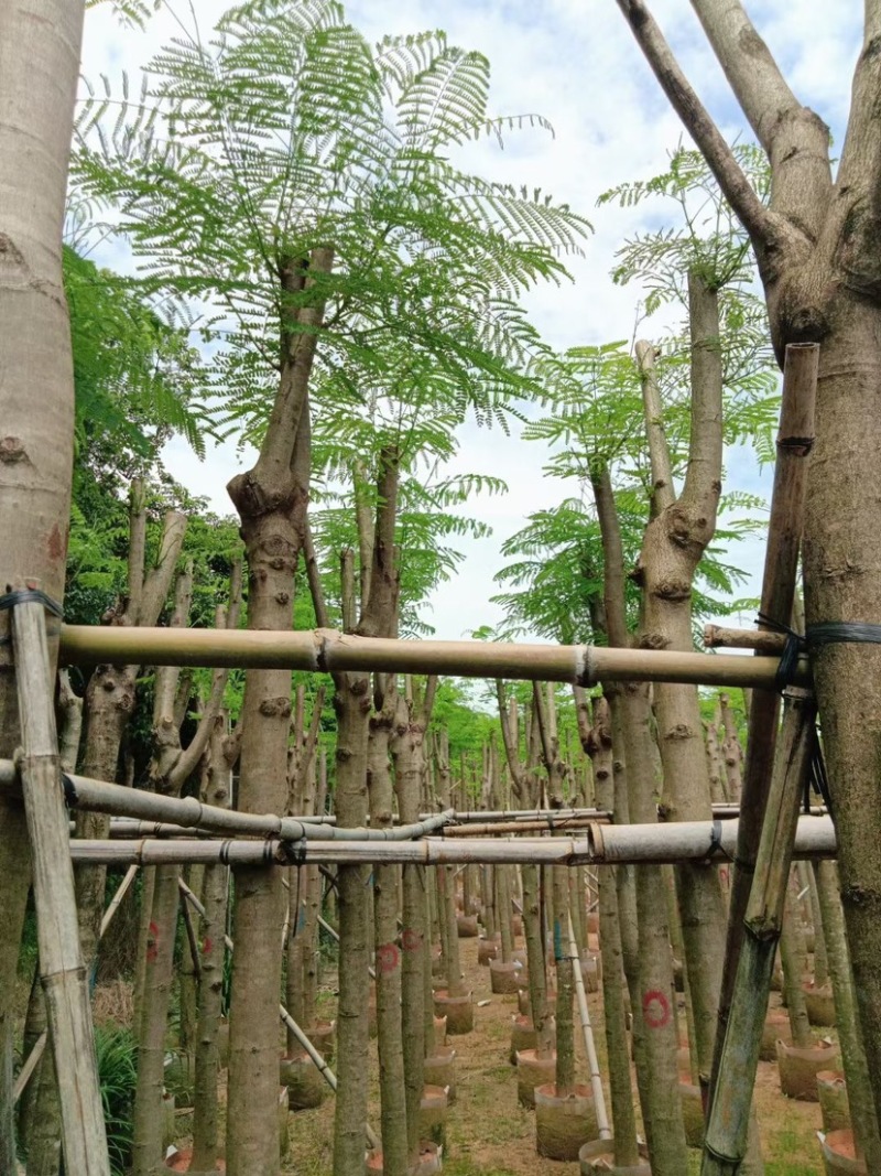 凤凰树8～15公分基地直销规格齐全欢迎老板来电咨询