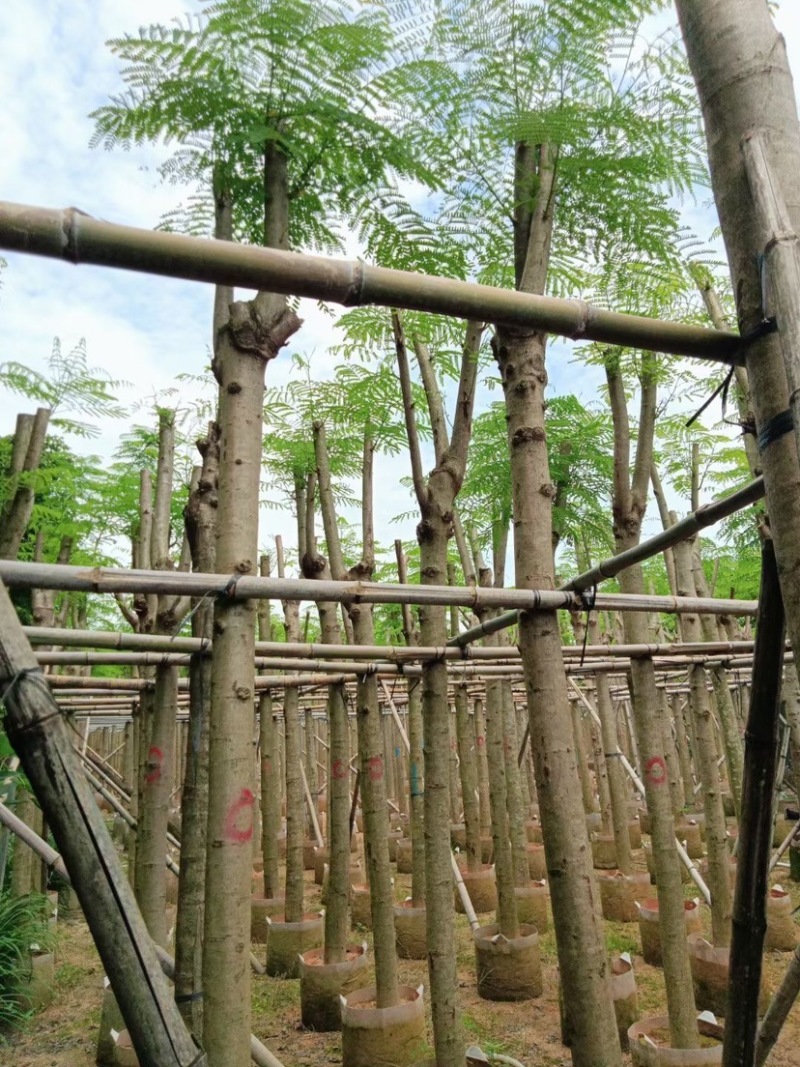 凤凰树8～15公分基地直销规格齐全欢迎老板来电咨询