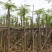 凤凰树8～15公分基地直销规格齐全欢迎老板来电咨询