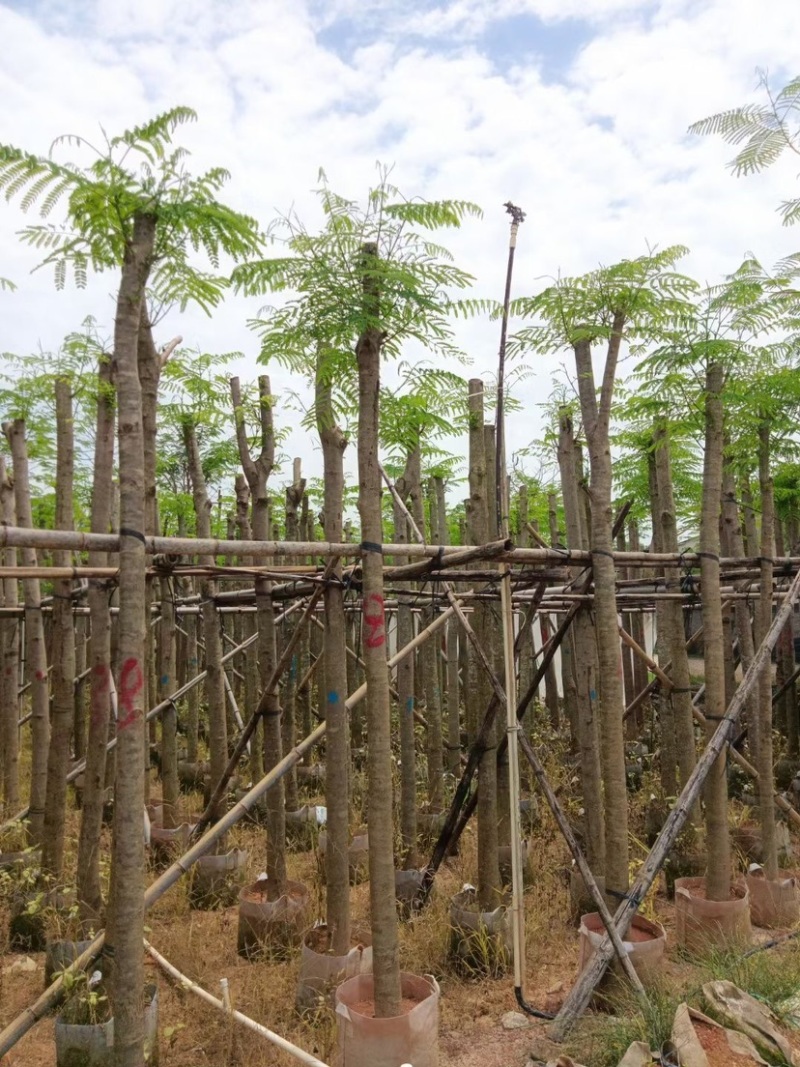 凤凰树8～15公分基地直销规格齐全欢迎老板来电咨询