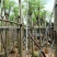 凤凰树8～15公分基地直销规格齐全欢迎老板来电咨询