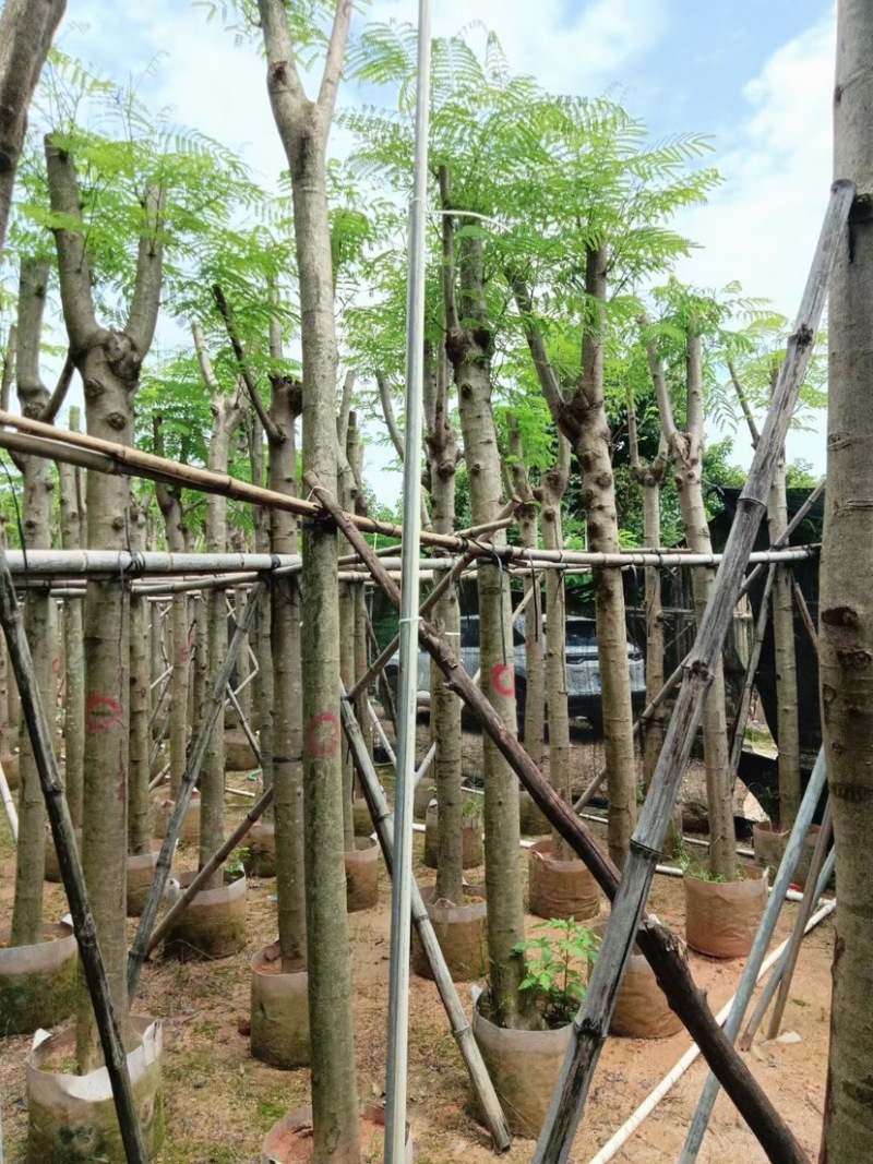 凤凰树8～15公分基地直销规格齐全欢迎老板来电咨询